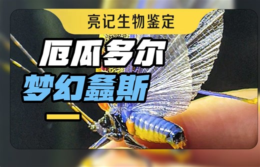 螽斯在厄瓜多尔能整出无数种花活