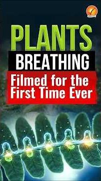 Plants BREATHING Filmed for the First Time Ever