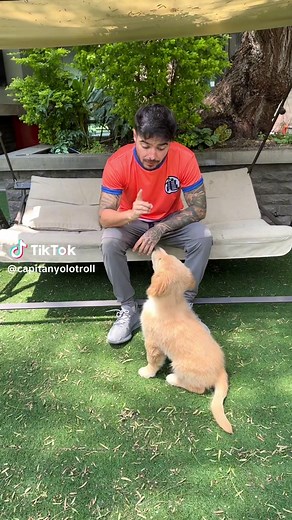 Mala Memoria: El Perro de Yolo Aventuras