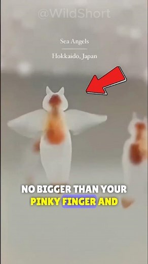 🐚Sea Angels: Adorable Yet Skilled Hunters!✨