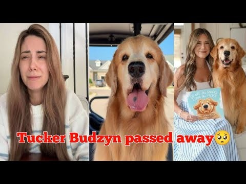 Tucker Budzyn Cause of Death & Age | Star Golden Retriever Dog Passed Away