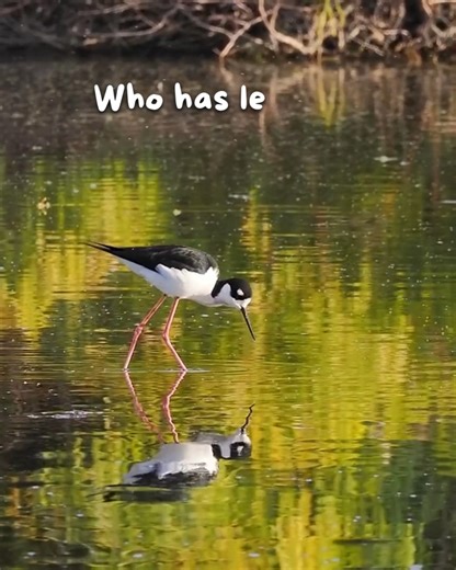Which Oregon bird has extra long legs? Black-necked Stilts have the second longest legs in proportion to their body size of any bird. The top prize goes to the Flamingo, a deserving first place winner. Video of Black-necked Stilt by Mick Thompson, photo of Flamingo by Judy Haran / USFWS | Bird Alliance of Oregon