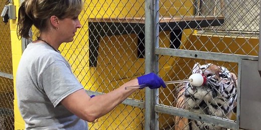 How to Care for Tigers
