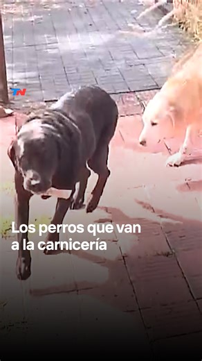 🐶OTTO, EL PERRO QUE VA A LA CARNICERÍA EN CÓRDOBA I Su dueño Polo le enseñó a comprar pan y en 2024 se hizo viral por ir a la panadería con una bolsa en el hocico. 🐾Ahora, Polo contó que él y Otto tuvieron que dejar las harinas y por eso el labrador camina hacia la carnicería de Juan. ¡Y no va solo! Lo hace con Rubia, su compañera de aventuras😜 | TN Todo Noticias