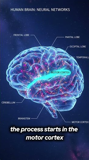 🧠➡️💪 How the Brain Controls the Muscles