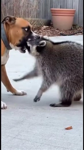 Raccoon Refuses to Back Down From Dog #raccoon #dog #animals #shorts #animalfight #viral #winter