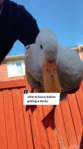 Things to Know Before Getting a Pet Duck