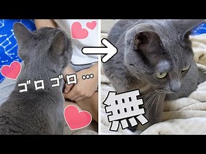 大好きな娘が部屋を出ていくとテンション激下がりな猫