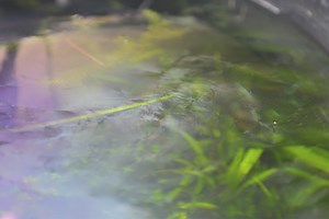 Biofilm In Our Aquariums. How to Remove - Shrimp and Snail Breeder