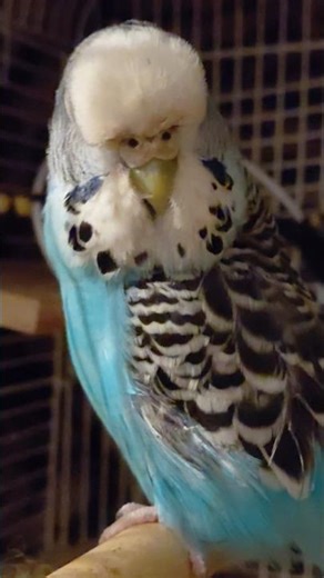 Saphi's sleepy after her seizure