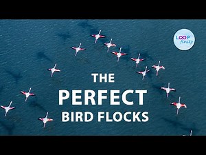 How Birds Flock in Perfect Formation