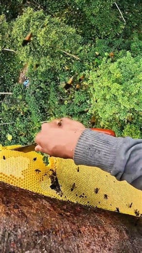 The SHOCKING Truth: Why Bees DIE After ONE Sting (You Won't Believe It)