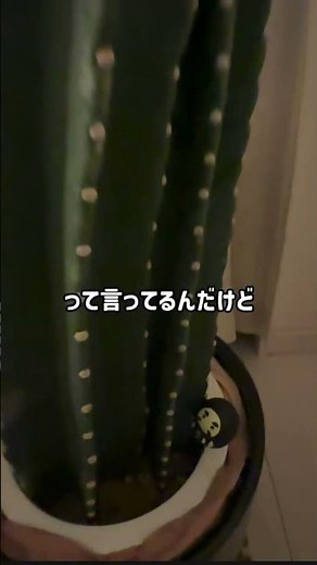 柱サボテン植替え前夜祭