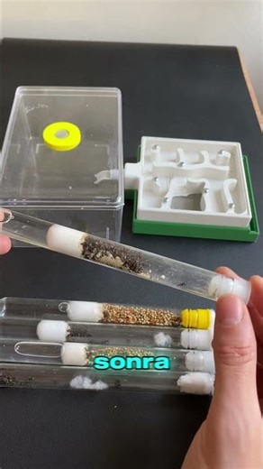 Yüzlerce Karınca Yeni Evine Taşınıyor! 🏠🐜