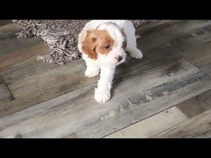 Cavapoo Puppies for Sale