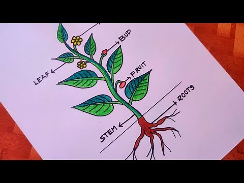 how to draw parts of plant|draw and label plant parts