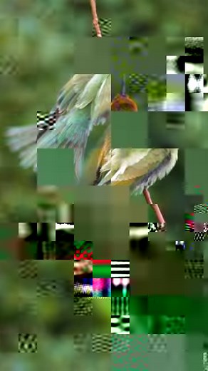 29K views · 420 reactions | European Bee Eater birds fighting Wincent 4pRT1 #bird #nature #wildlife | HAWI Studios | Facebook