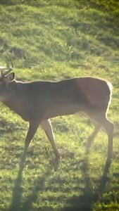 97K views · 681 reactions | This bucks walks up to you while bowhunting the opening week. Do you smash or pass. | Own the Season TV | Facebook