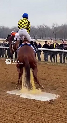 Race horse peeing caught on camera #funny #shortsvideo #shortsfeed #shorts #comedy #horse
