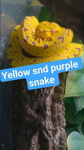 MY green tree Python IS BROKEN #reptiles #reptileshorts