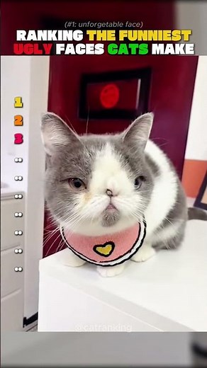 Ranking the FUNNIEST “Ugly” Faces Cats Make 😂🐱#catranking #shorts #cat #funnycats #catshorts