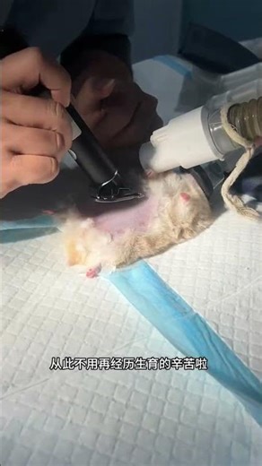 Tiny Hamster's Big Operation: Sterilization Success Story