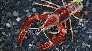 Download Crayfish Cherax destructor Animal economic Popular Party.The animals are invaluable if a species is rare. for free