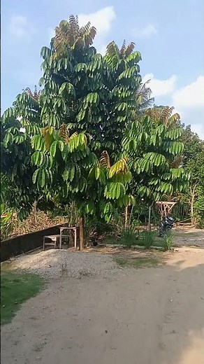 POHON MATOA #pohon #matoa #rambutan