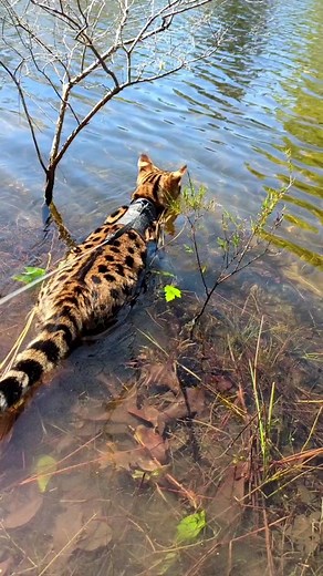 Swimming with Savannah Cats: Gatsby's Adventure