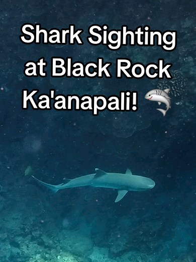 Shark Sighting at Black Rock, Ka'anapali, Maui
