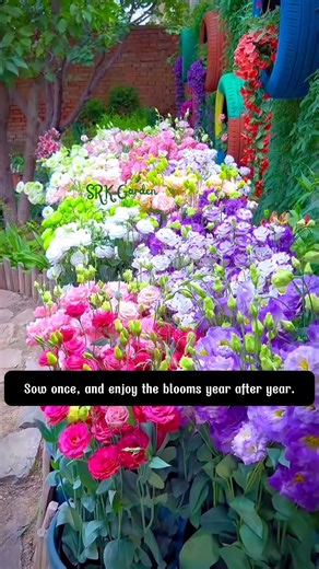 Eustoma Thornless Rose | SRK