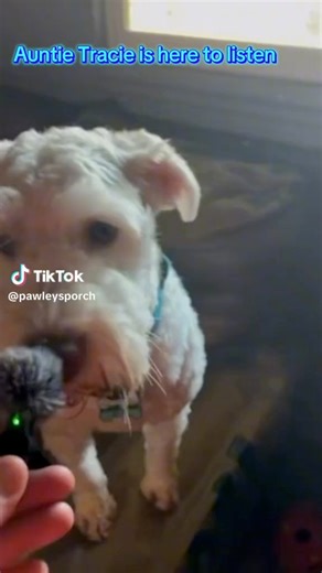 Romeo is a fast learner! First practice went well! Just seems to be a natural! Go Tigers🧡🖤 | Pawley’s Porch