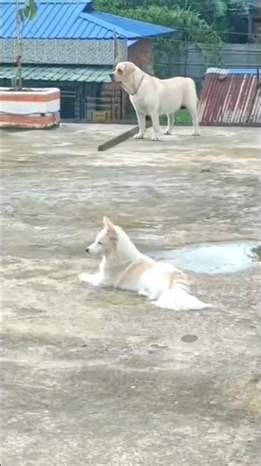 "Don’t Cross the Line! 🛑"