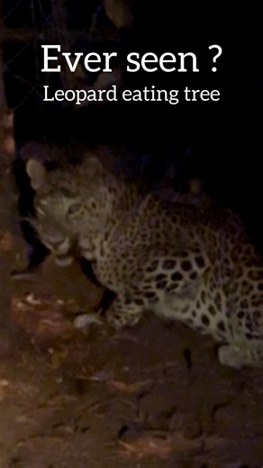 Most unreal leopard encounter ever captured in camera ! leopard eating tree !close encounter on foot