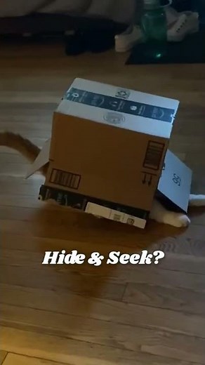 Hilarious Cat Gets Stuck in Box!