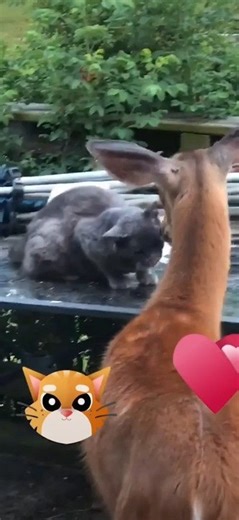 Cat And Deer Enjoy Each Other's Companionship