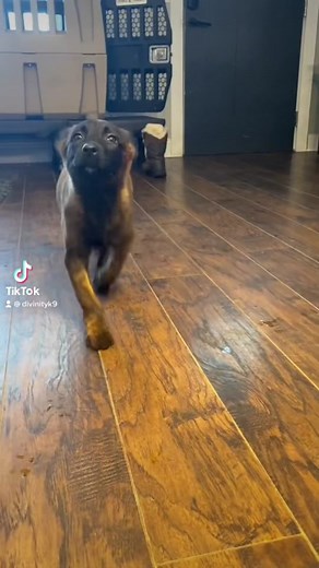 Looking back on 2022, thankful for all the people we’ve met, helped, and been helped by. Envy has come such a far way from the start, Excited for 2023! #2023 #newyear #newyearseve #balancedtraining #dutchshepherd #KAYKissCountdown #dutchherder #ifitaintdutchitaintmuch #belgainmalinois #malinois #michigan #michigandogs #lorockmorworkingdogs #knpvlines #protectionsportsassociation #ppd #personalprotectiondog #dreamdaredo #nepopo #heartandsoul #dogtraining #dogobedience #dogsoftiktok #recap