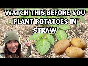 Pros & Cons of Growing Potatoes in Straw 🥔 No dig method