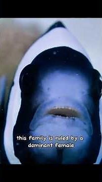 Clownfish: The Tiny Builders of the Reef