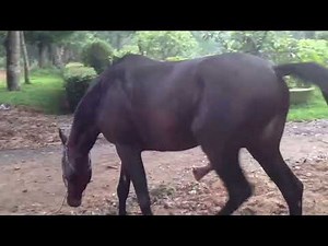 Horse Mating & Funny Animals ★ Creative Farmer Vn P5✔