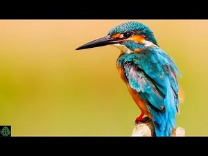 Χαλαρωτική μουσική με ήχους της φύσης