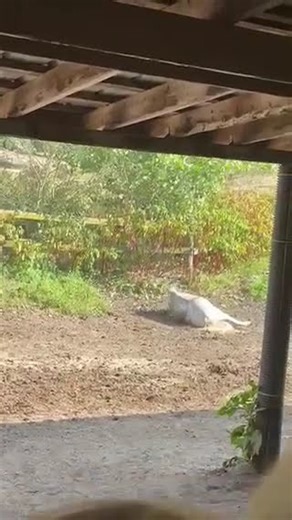 #horse #equestrian #music #cute #barrelrace #horseshow #tired #foryou