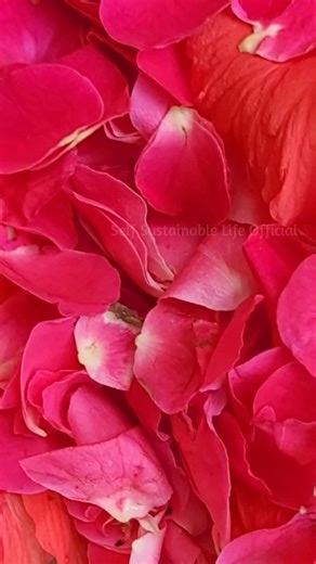 Home made Natural Shampoo (Pros & Cons) #homemadeshampoo #naturalshampoo #naturalhair #haircare #hairfalltips #hairgrowth #hairstrengthening #hairgrowthtips #selfsustainablelife #sustainableliving | Self Sustainable Life