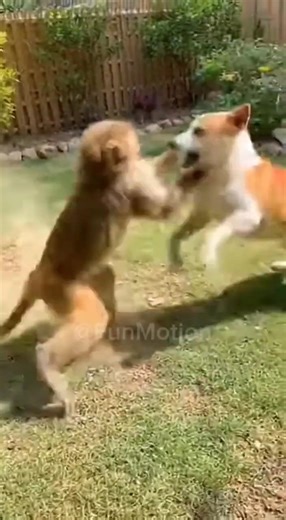When a Monkey Fights a Dog 😂🐒🐶 | Funniest Animal Battle Ever!