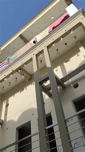 Daily Work Life of a Toad