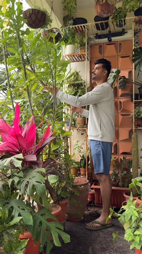 Leaf_By_Leaf on Instagram: "🌸Plumerias are strong… but their ROOTS are sensitive. If the soil compacts, they stop breathing → leaves drop → stems wrinkle → plant dries. Give good soil + sun + drainage and they bounce back fast 🌸 Save this for your Plumeria & share it with someone who’s struggling #plumeria #plants #PlantCareTips #UrbanJungle #balconygarden #balconygarden #tips #tricks #planttipsandtricks #plant #plantreel #growwithme #homegarden #greentherapy #plantparent #balconyvibes #trendi