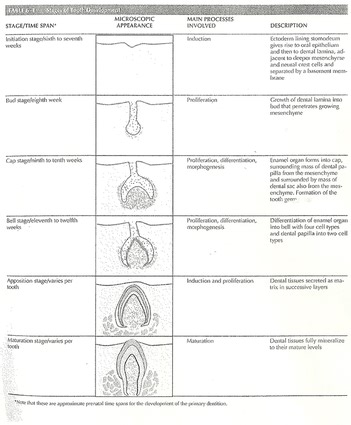 Stages of Tooth Development