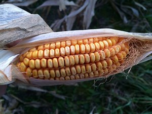 Corn School: Learning from an emergence flag test trial