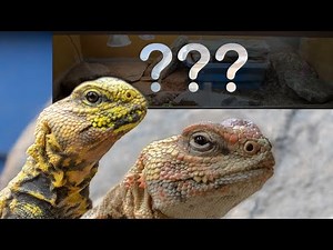 How to setup a uromastyx tank!?! | Redoing my saharan uromastyx tank!