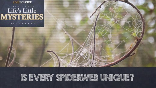 Is every spider web unique?